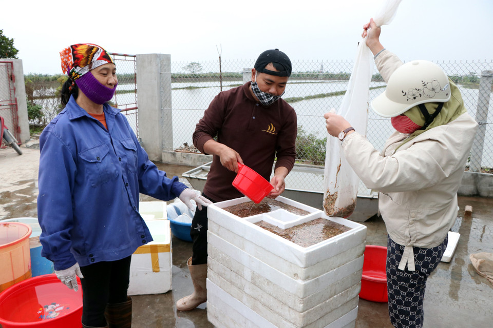 Rươi sau khi vớt lên, được đóng hộp để bán cho thương lái.(Ảnh: Mạnh Tú/TTXVN)