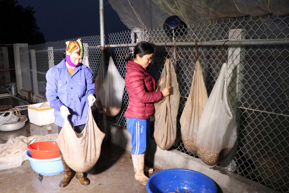 Sau khi vớt lên, rươi được phơi cho ráo nước trước khi đóng hộp. (Ảnh: Mạnh Tú/TTXVN)