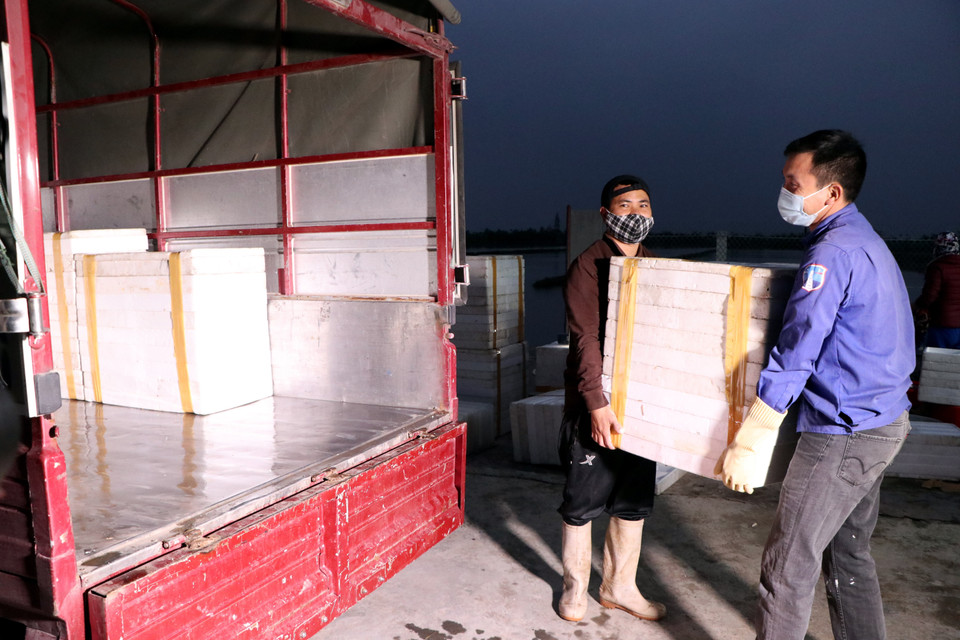 Rươi được đóng hộp vận chuyển đi tiêu thụ. (Ảnh: Mạnh Tú/TTXVN)