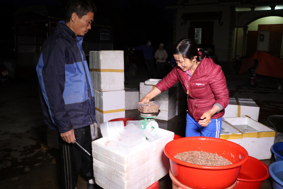 Rươi được đóng thành từng hộp 1kg để bán cho khách mua lẻ.(Ảnh: Mạnh Tú/TTXVN)