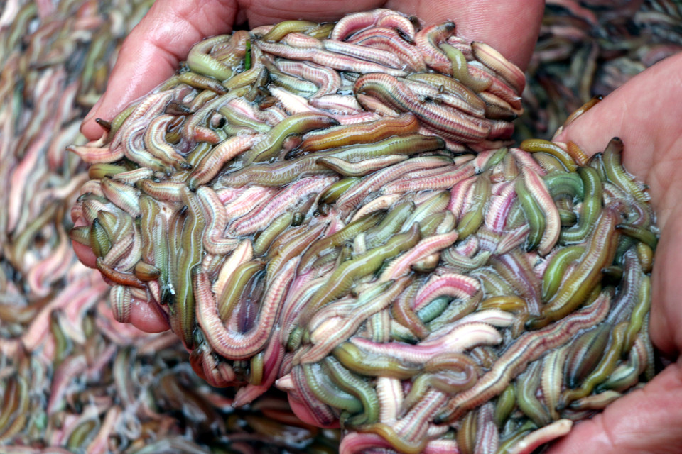 Con rươi sau khi được vớt lên. (Ảnh: Mạnh Tú/TTXVN)