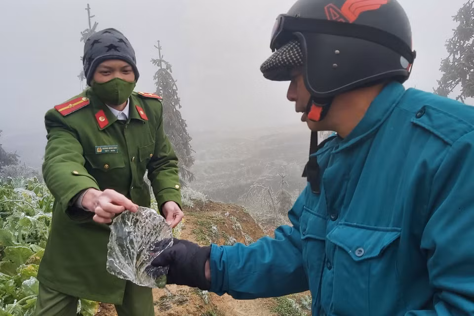Ông Hứa Đình Tuấn, Phó Chủ tịch Ủy ban Nhân dân xã Xín Cái cùng Thiếu úy Hoàng Minh Sơn, công an xã Xín Cái kiểm tra hoa màu bị ảnh hưởng do đóng băng. (Ảnh: Nguyễn Chiến/TTXVN)