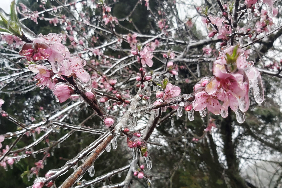 Hoa đào đóng băng tại Đồn Biên phòng Xín Cái, xã Xín Cái, huyện Mèo Vạc (Hà Giang). (Ảnh: Nguyễn Chiến/TTXVN)