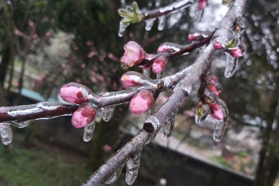 Hoa đào đóng băng tại Đồn Biên phòng Xín Cái, xã Xín Cái, huyện Mèo Vạc (Hà Giang). (Ảnh: Nguyễn Chiến/TTXVN)