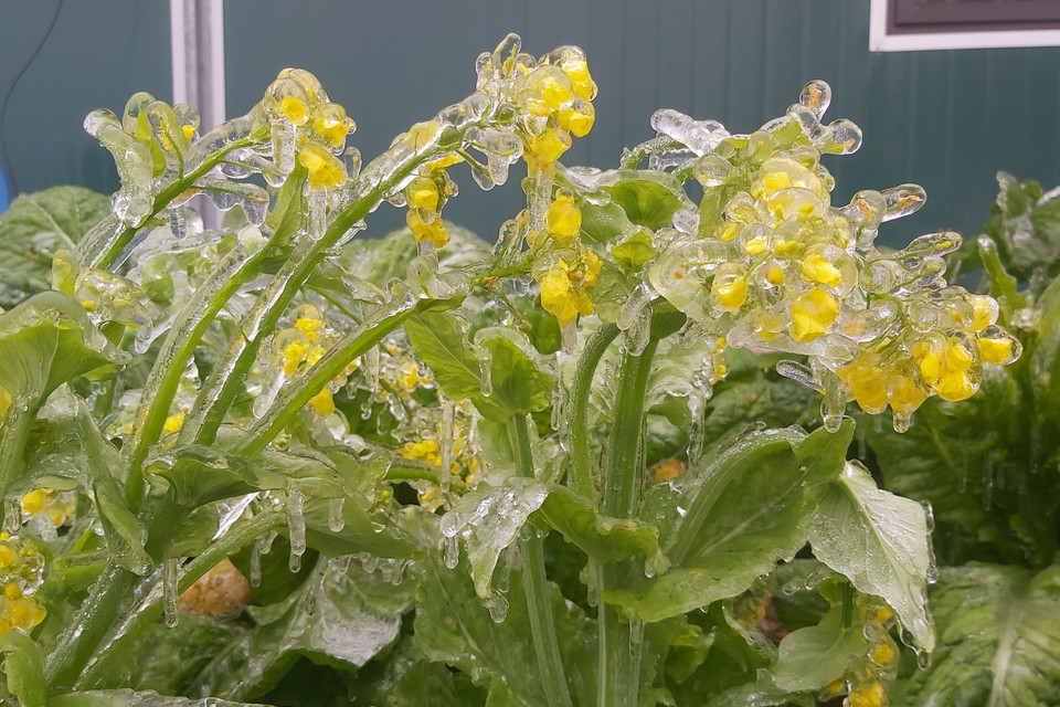 Lớp băng đọng trên hoa cải cải tại thôn Xín Phìn Chư, xã Xín Cái, huyện Mèo Vạc (Hà Giang). (Ảnh: Nguyễn Chiến/TTXVN)