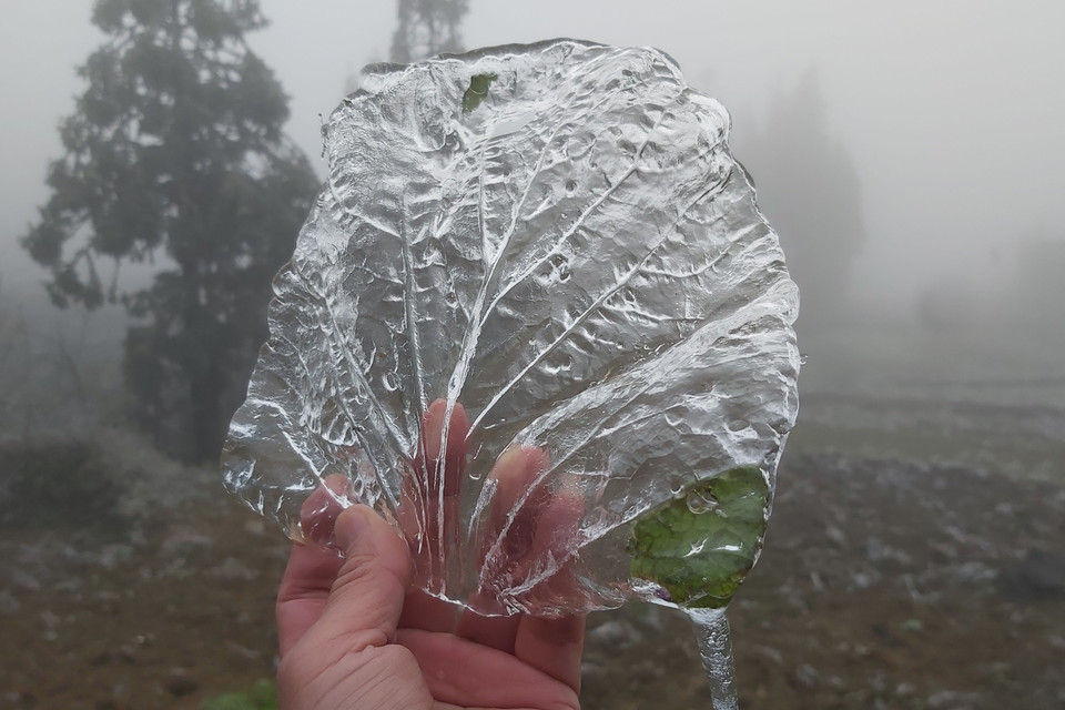 Lớp băng đọng trên lá cải tại thôn Xín Phìn Chư, xã Xín Cái, huyện Mèo Vạc (Hà Giang). (Ảnh: Nguyễn Chiến/TTXVN)