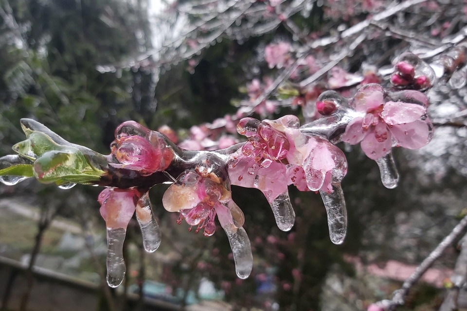 Hoa đào đóng băng tại khu vực Đồn Biên phòng Xín Cái, xã Xín Cái, huyện Mèo Vạc (Hà Giang). (Ảnh: Nguyễn Chiến/TTXVN)