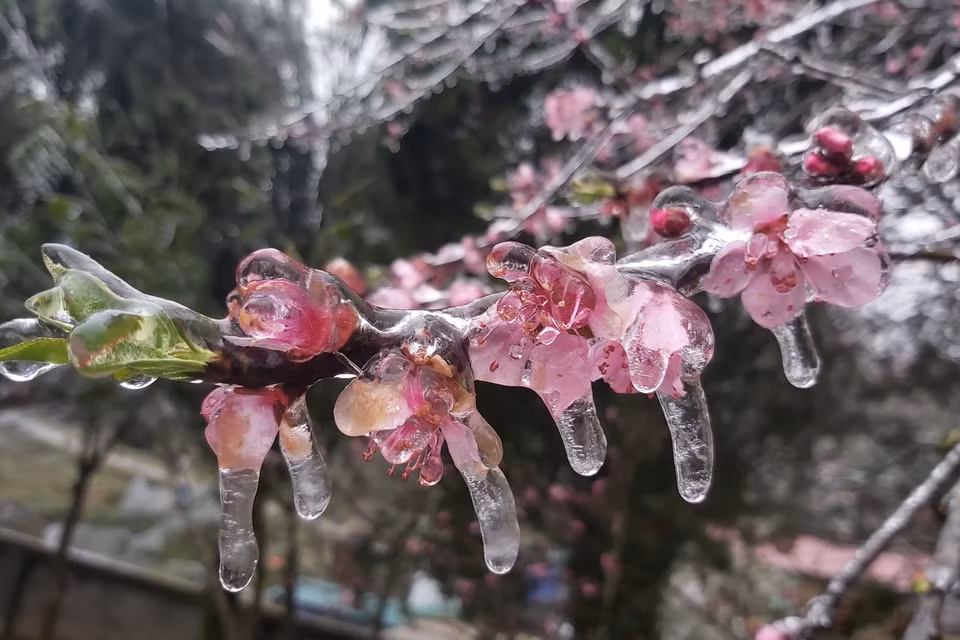 Hoa đào đóng băng tại khu vực Đồn Biên phòng Xín Cái, xã Xín Cái, huyện Mèo Vạc (Hà Giang). (Ảnh: Nguyễn Chiến/TTXVN)