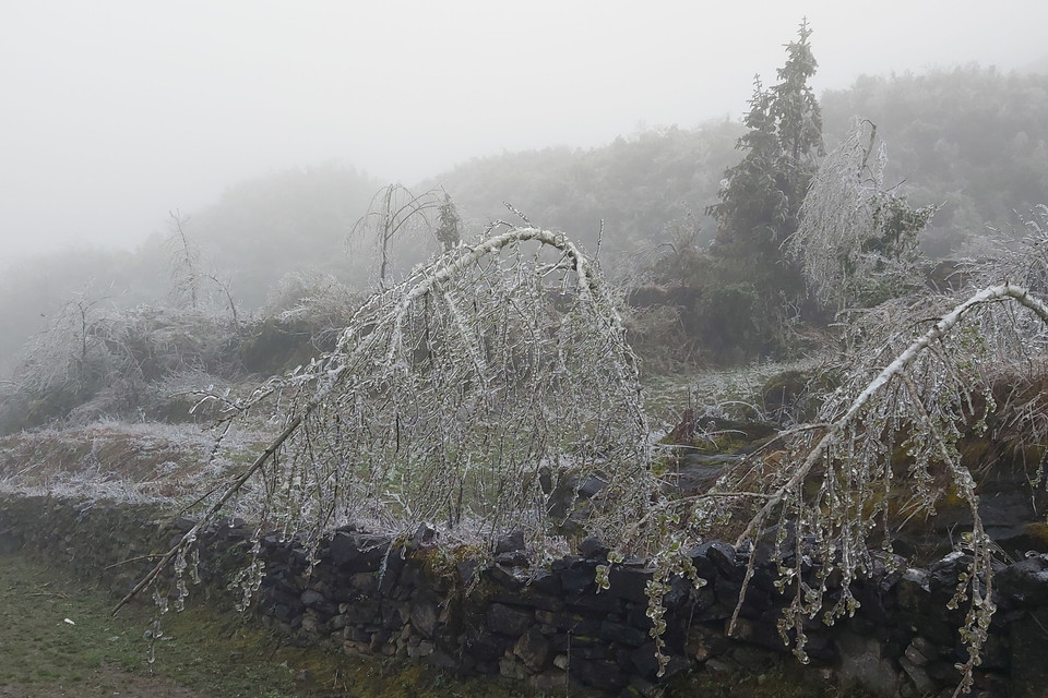 Lớp băng dày phủ trắng hàng cây, ngọn cỏ. (Ảnh: Nguyễn Chiến/TTXVN)