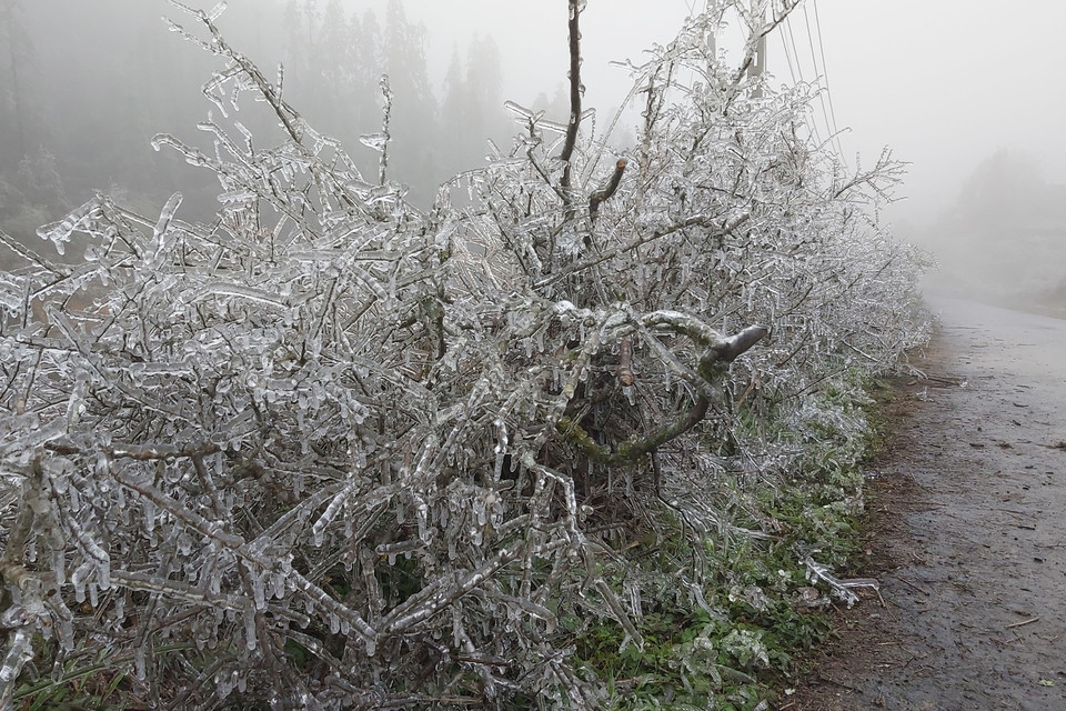 Đợt rét đậm, rét hại kéo dài khiến xuất hiện lớp băng dày trên các ngọn cây, cỏ. (Ảnh: Nguyễn Chiến/TTXVN)