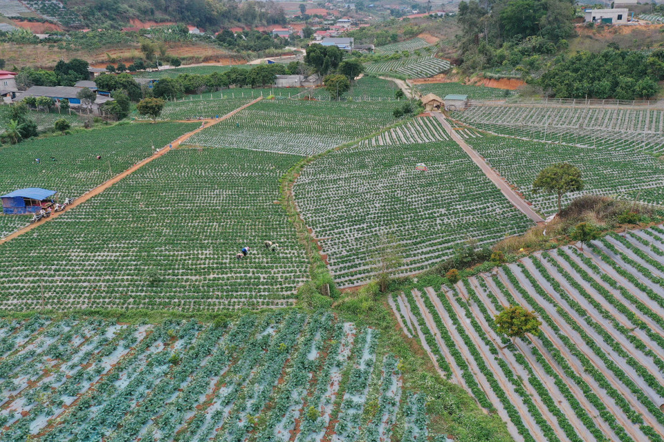 Vùng trồng dâu tây của các thành viên Hợp tác xã dâu tây Xuân Quế, xã Cò Nòi có diện tích hơn 12ha, tổng sản lượng đạt 300tấn/năm. (Ảnh: Hữu Quyết/TTXVN)