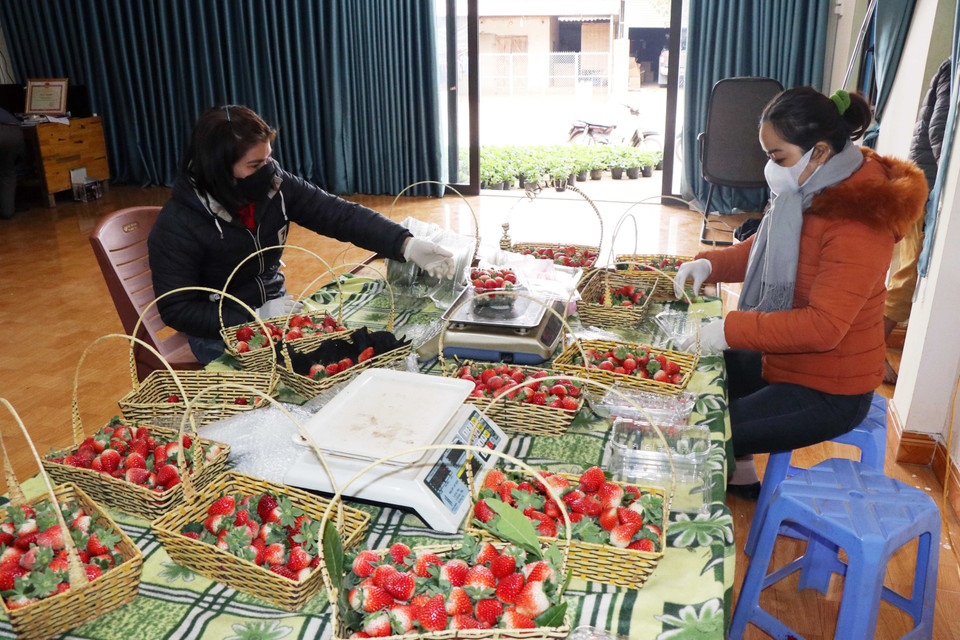 Thành viên Hợp tác xã dâu tây Xuân Quế, xã Cò Nòi đóng gói dâu tây để bán ra thị trường. (Ảnh: Hữu Quyết/TTXVN)