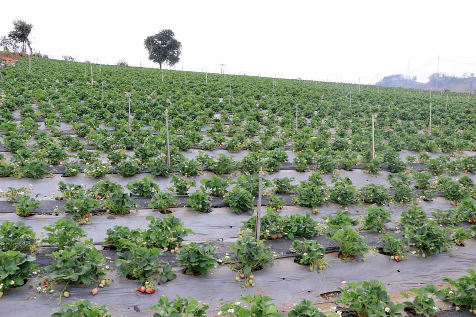Vườn dâu của anh Lê Trung Toàn, bản Nong Quỳnh, xã Cò Nòi có diện tích hơn 1ha, cho thu nhập trên 1 tỷ đồng/năm. (Ảnh: Hữu Quyết/TTXVN)