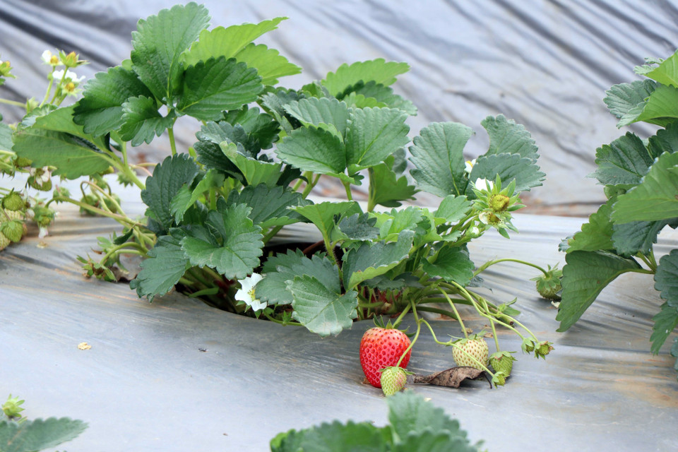 Cây dâu tây tại xã Cò Nòi, huyện Mai Sơn, đòi hỏi phải có quy trình chăm sóc khắt khe. (Ảnh: Hữu Quyết/TTXVN)