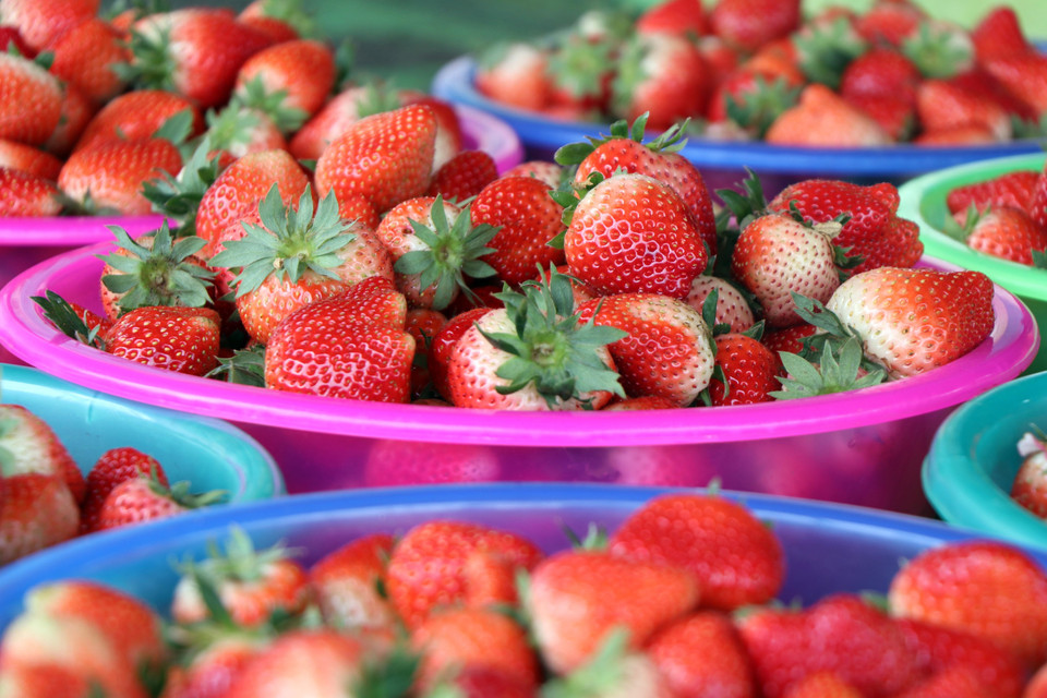 Trong ảnh: Quả dâu tây được trồng tại xã Cò Nòi, huyện Mai Sơn, tỉnh Sơn La có kích thước to, vị thơm, ngọt. (Ảnh: Hữu Quyết/TTXVN)