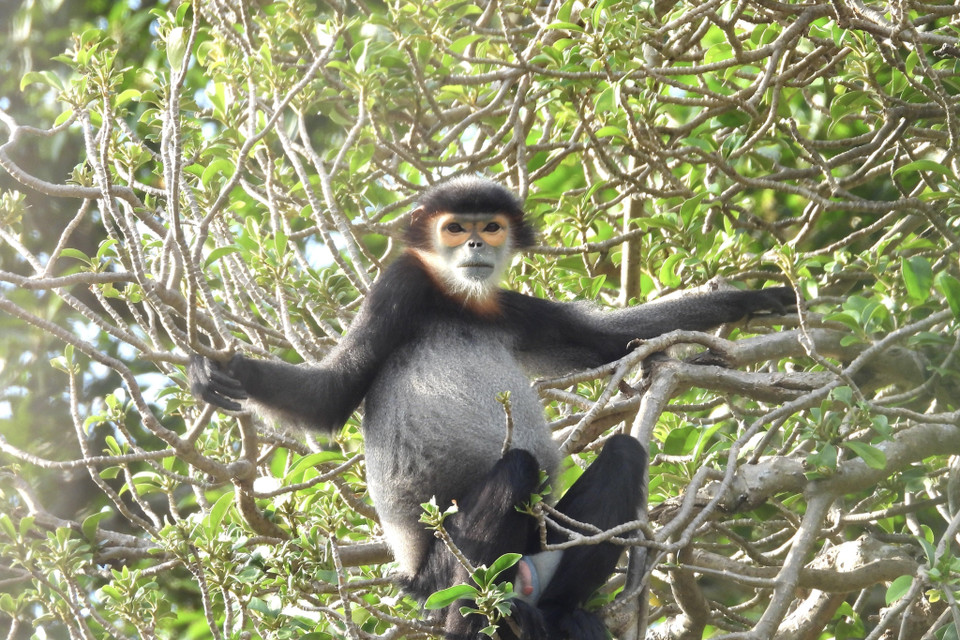 Trong quần thể Chà vá được phát hiện, đàn 1 ghi nhận tại Suối Cát 1; đàn 2 ở gần Vườn cao cao thuộc xã Xuân Thọ; đàn 3 tại khu vực gần đỉnh 837m thuộc xã Xuân Hiệp; đàn số 4 ở thị trấn Gia Ray; đàn 5 gần cột điện cáp quang 66-88; đàn số 6 tại thung lũng chết và đàn số 7 sau chùa ông Huệ. (Ảnh: TTXVN phát) 