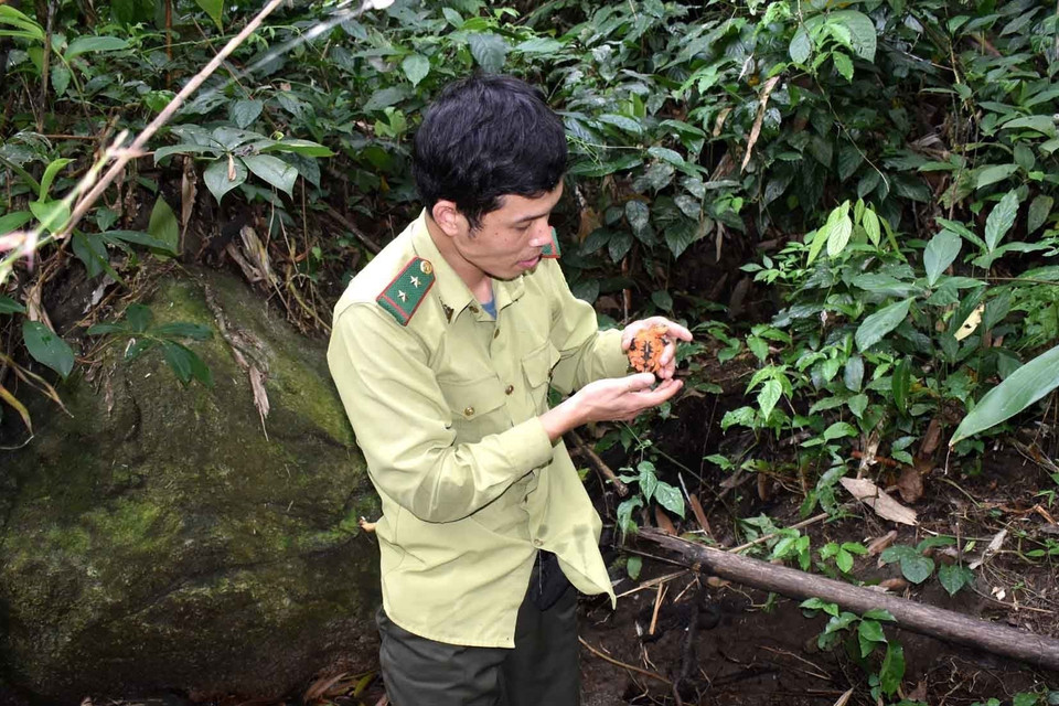 Cán bộ kiểm lâm kiểm tra tốc độ sinh trưởng của Rùa đầu to (Plastysternon megacephalum) mới lớn. (Ảnh: Nguyễn Nam/TTXVN)