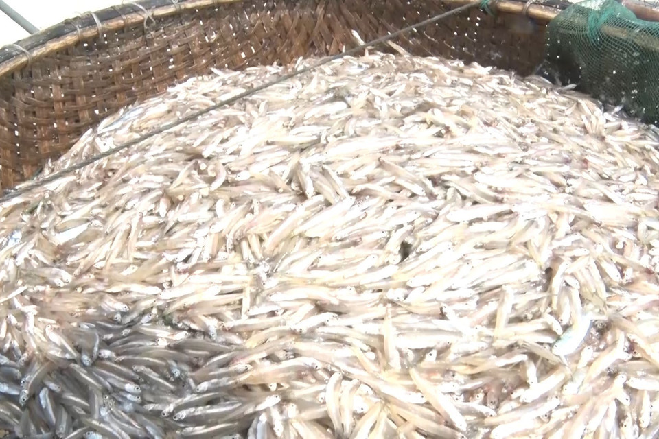 Cá cơm được đánh bắt. (Ảnh: TTXVN phát)