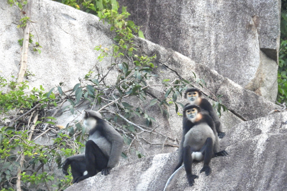 Chà vá chân đen tại núi Chứa Chan. (Ảnh: TTXVN phát) 