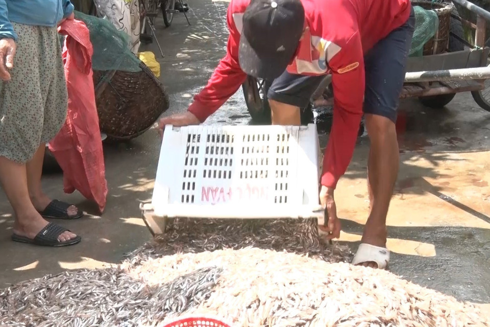 Ngư dân xã Quảng Xuân (huyện Quảng Trạch, Quảng Bình) trúng mùa cá cơm, thu lợi lớn. (Ảnh: TTXVN phát)