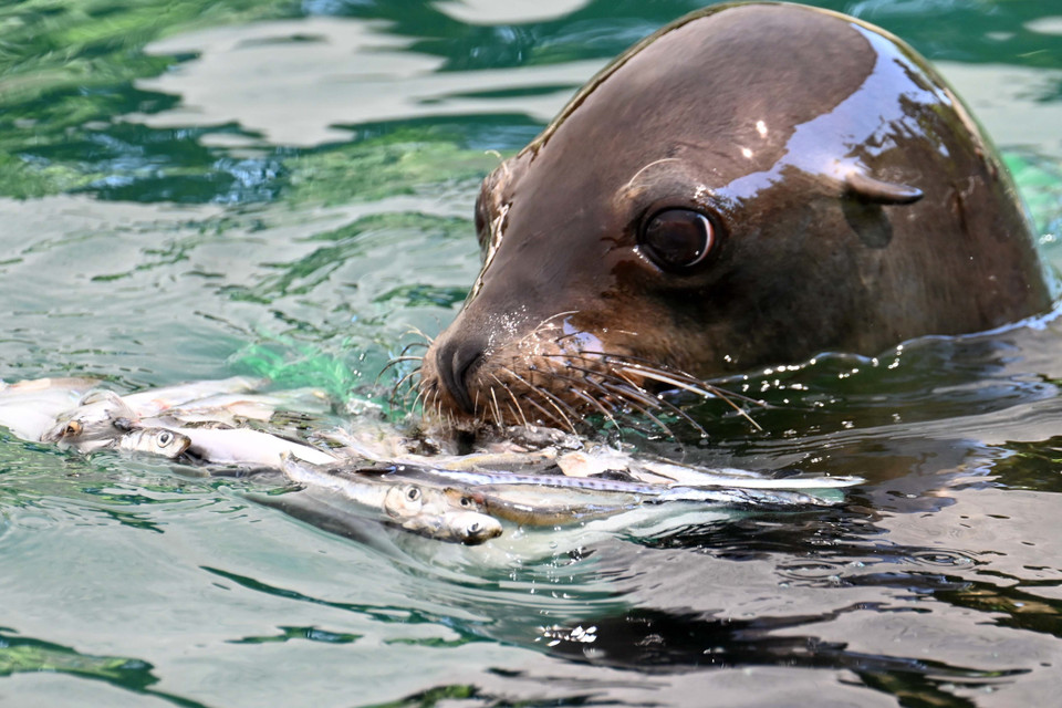 Sư tử biển ăn khay cá đóng đá để giải nhiệt trong thời tiết nắng nóng gay gắt tại vườn thú ở Rome, Italy, ngày 19/7. (Nguồn: THX/TTXVN)