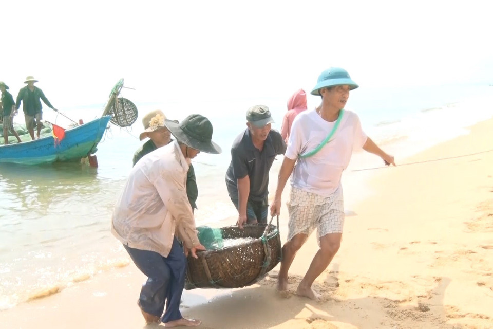 Hình ảnh ngư dân xã Quảng Xuân (huyện Quảng Trạch, Quảng Bình) trúng mùa cá cơm, thu lợi lớn. (Ảnh: TTXVN phát)