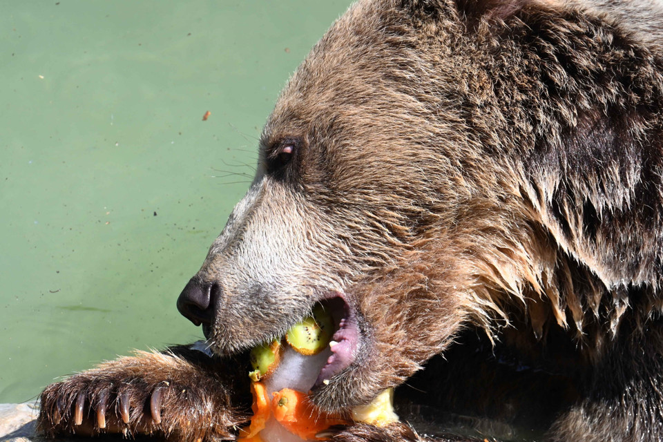 Gấu nâu ăn hoa quả và rau đóng đá để giải nhiệt trong thời tiết nắng nóng tại vườn thú ở Rome, Italy, ngày 19/7. (Nguồn: AFP/TTXVN)