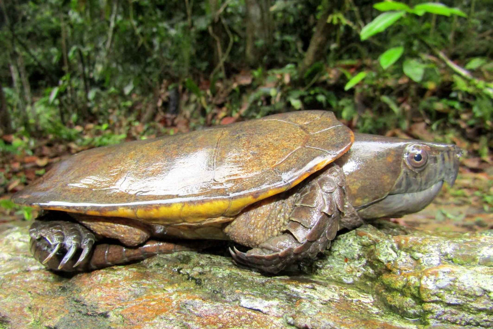 Loài rùa đầu to (Plastysternon megacephalum) được phát hiện tại Khu bảo tồn thiên nhiên Pù Hu, Thanh Hóa. (Ảnh: Nguyễn Nam/TTXVN)