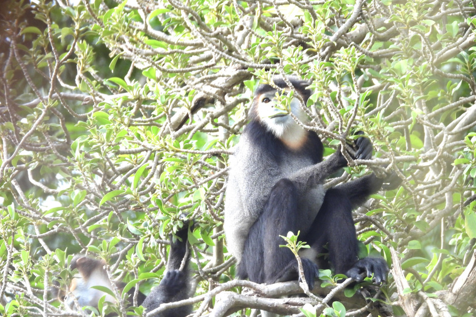  Phân bố Chà vá chân đen ghi nhận ở độ cao 180-800m. (Ảnh: TTXVN phát) 