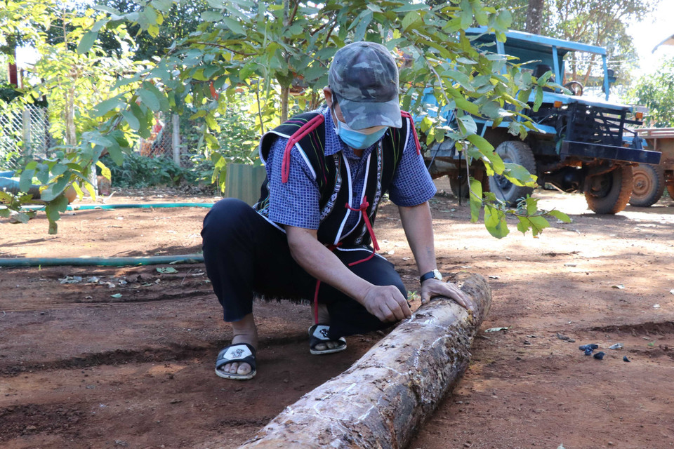 Nghệ thuật điêu khắc dân gian của người Bahnar, Jrai được thể hiện trên các sản phẩm gỗ rất đa dạng và phong phú. Một trong những sản phẩm độc đáo mang đậm dấu ấn của điêu khắc dân gian là tượng gỗ. Trong ảnh:Nghệ nhân dùng phấn vẽ lên thân tượng gỗ để định hình trước khi tạc. (Ảnh: Hồng Điệp/TTXVN)