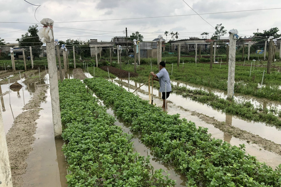 Vườn rau hoa màu của người dân huyện Quảng Điền bị ngập úng do mưa lớn nhiều ngày qua. (Ảnh: TTXVN phát)