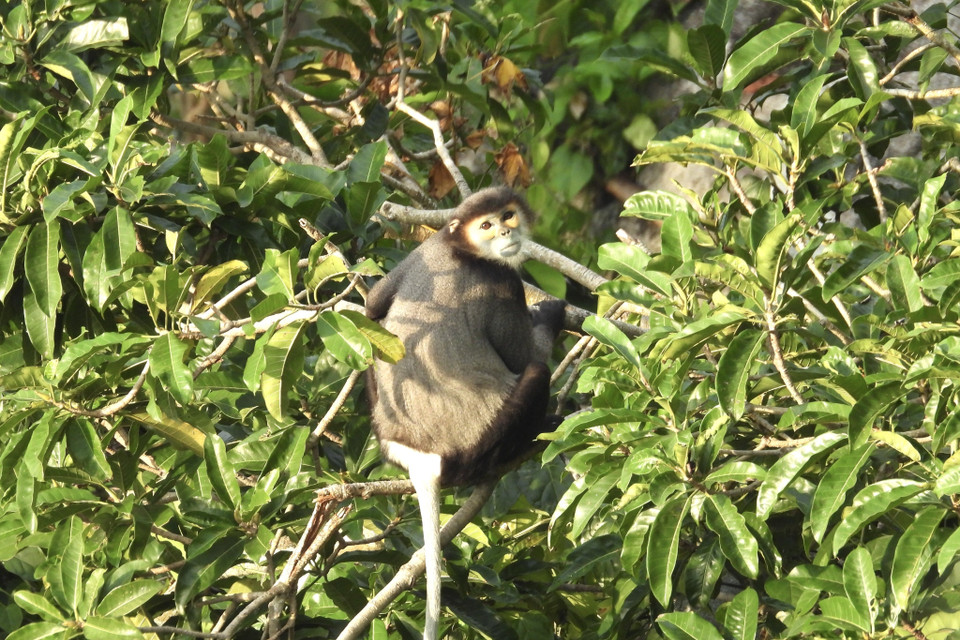 Chà vá chân đen tại núi Chứa Chan. (Ảnh: TTXVN phát) 