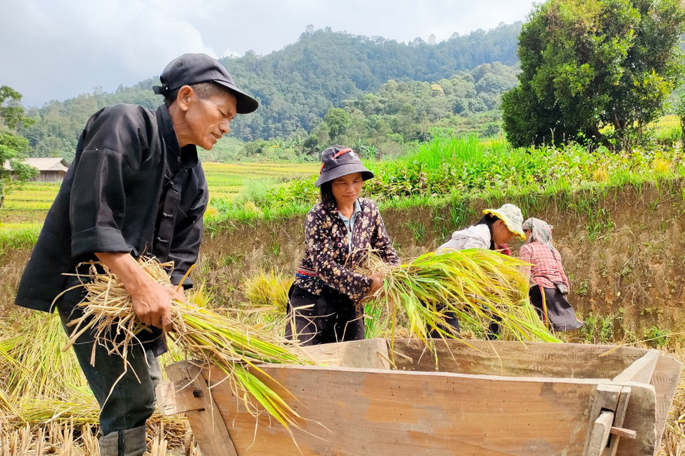 Người Cờ Lao đỏ tại xã Túng Sán thu hoạch lúa đổi công cho nhau. (Ảnh: Nam Thái/TTXVN)