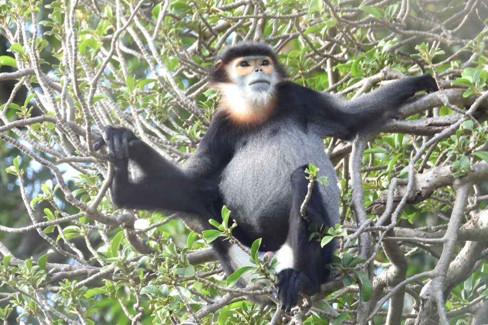  Vị trí ngủ của Chà vá chân đen thường ở các cây cao từ 3-30m, có tán rậm, nhiều cành, dây leo, kín gió hoặc thung lũng khuất gió. (Ảnh: TTXVN phát) 