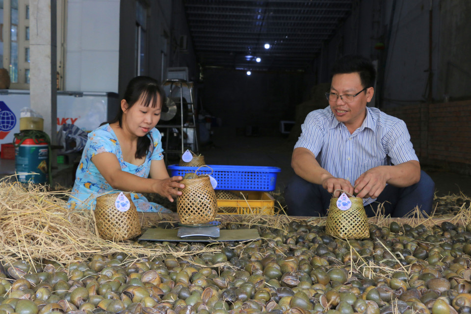 Ốc gác bếp là món ăn dân dã, truyền thống của nhiều gia đình ở vùng quê sông nước Nam Bộ. Từ khi mua ốc tươi về cho đến khi sản xuất thành phẩm ốc gác bếp và xuất bán mất khoảng 3 tháng. (Ảnh: Nhựt An/TTXVN)