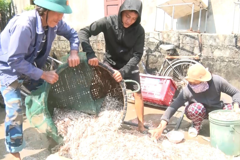 Những ngày này, vùng biển gần bờ ở phía bắc tỉnh Quảng Bình xuất hiện các luồng cá cơm lớn. (Ảnh: TTXVN phát)