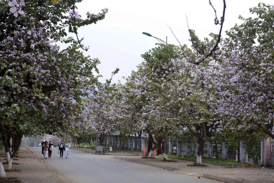 Con đường quanh khu vực Trường Phổ thông Dân tộc nội trú tỉnh Lai Châu hoa ban nở trắng tạo ra một khung cảnh đẹp lãng mạn. (Ảnh: Quý Trung/TTXVN)