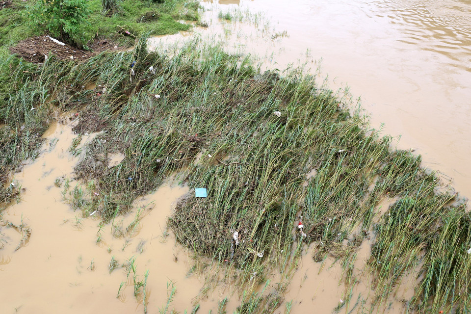  Lũ lên nhanh làm ngập úng rau màu của người dân ven sông đoạn chảy qua thành phố Lào Cai. (Ảnh: Quốc Khánh/TTXVN)