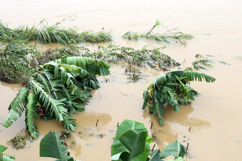 Đây là trận lũ lớn nhất trên sông Hồng tính từ đầu mùa mưa 2022 đến nay. (Ảnh: Quốc Khánh/TTXVN)