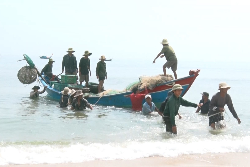 Nhiều chiếc thuyền công suất nhỏ ở huyện Quảng Trạch liên tục ra khơi đánh bắt được nhiều cá cơm, thu hàng triệu đồng sau mỗi chuyến biển gần bờ. (Ảnh: TTXVN phát)