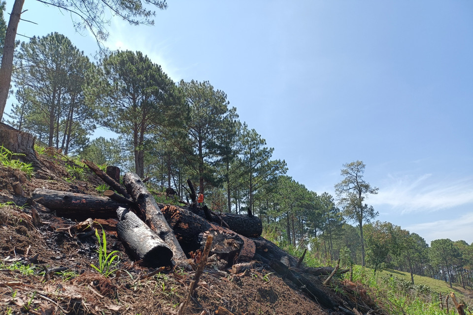 Ít nhất 20 cây thông khoảng 20 năm tuổi đã bị cửa hạ, đốt cháy. (Ảnh: Đặng Tuấn/TTXVN)