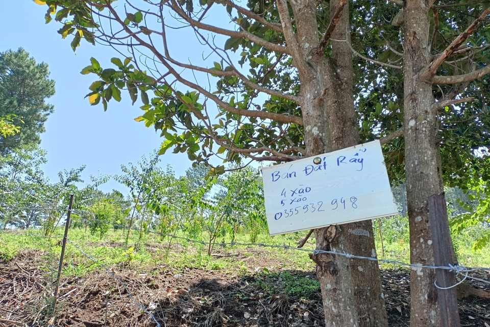 Một biển rao bán đất rẫy gần khu vực rừng thông bị đốn hạ.(Ảnh: Đặng Tuấn/TTXVN)