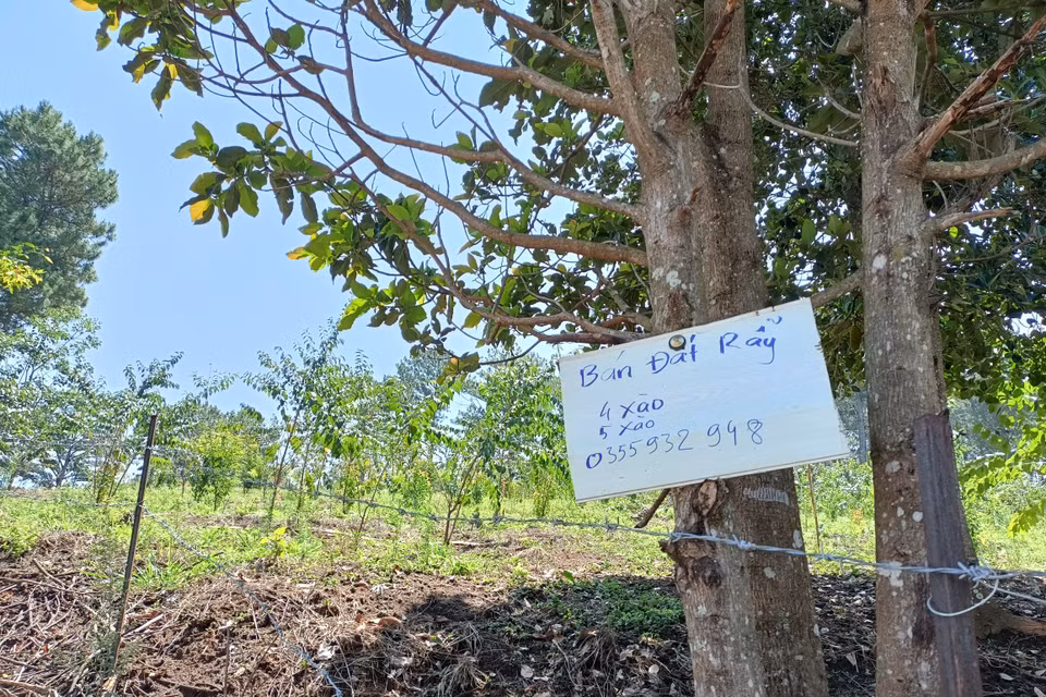 Một biển rao bán đất rẫy gần khu vực rừng thông bị đốn hạ.(Ảnh: Đặng Tuấn/TTXVN)