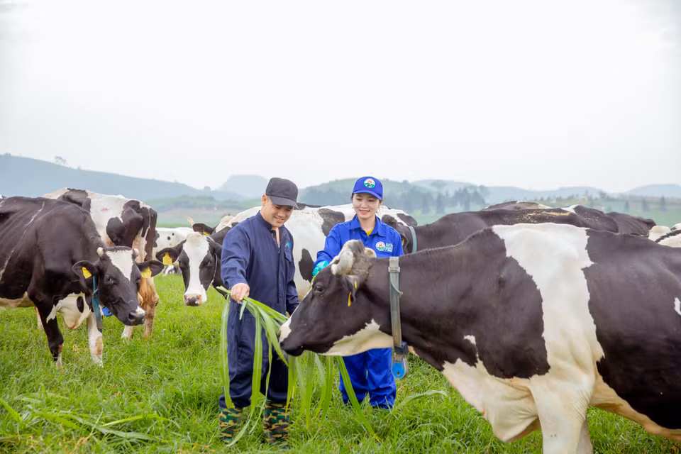Trang trại chăn nuôi bò sữa công nghệ cao sẽ được ứng dụng công nghệ 4.0 toàn diện, đầu tư các công nghệ kỹ thuật tiên tiến hàng đầu thế giới trong mô hình chăn nuôi, quản lý. 