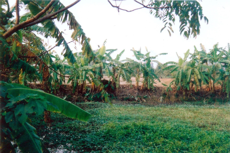 Bãi đất nông nghiệp nguyên vẹn được chụp thời điểm 2004, trước khi người dân thuê thầu vào năm 2005 (nay là hồ và nhà hàng Xuân Quế). (Ảnh: TTXVN phát)