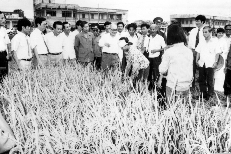 Chủ tịch Hội đồng Nhà nước Võ Chí Công đi thăm cánh đồng lúa của xã Nguyên Xá, huyện Đông Hưng, tỉnh Thái Bình. Ông là một trong những lãnh đạo cấp cao của Đảng đóng vai quan trọng trong việc nghiên cứu, tổng kết thực tiễn để Trung ương ban hành Chỉ thị 100, đổi mới toàn diện nông nghiệp Việt Nam trong thời kỳ Đổi mới. (Ảnh: TTXVN)