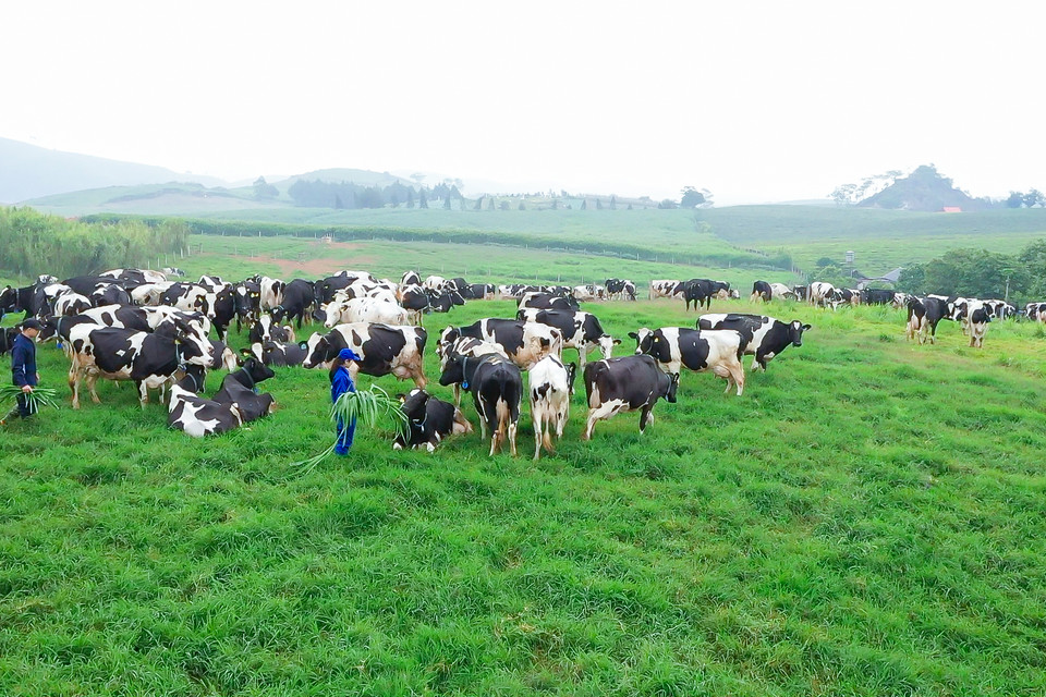 Mục tiêu của Vinamilk và Mộc Châu Milk hướng tới là đưa Mộc Châu trở thành thủ phủ chăn nuôi bò sữa công nghệ cao của Việt Nam, góp phần thúc đẩy sự phát triển của kinh tế, du lịch, khai thác tối đa tiềm năng, lợi thế của địa phương, với mục tiêu xây dựng Sơn La nói riêng và vùng Tây Bắc nói chung theo hướng xanh, sạch và bền vững. (Nguồn: Vinamik)