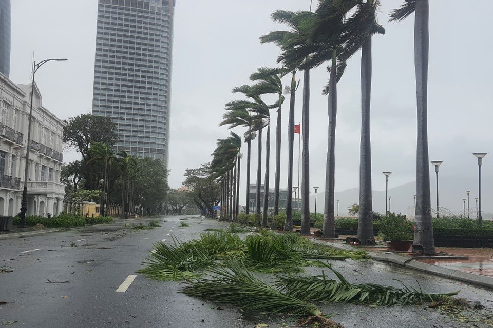 Trong sáng 28/9, gió vẫn giật mạnh, nhiều cây xanh bị ngã đổ. (Ảnh: Văn Dũng/TTXVN)