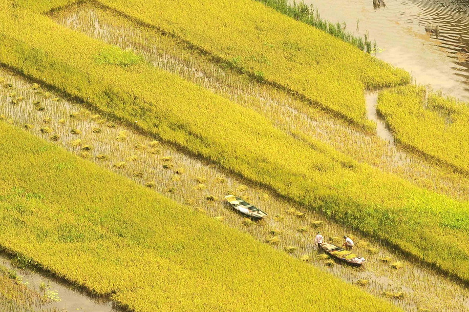 Lúa chín vàng trên đường vào khu du lịch Tam Cốc-Bích Động. (Ảnh: TTXVN)