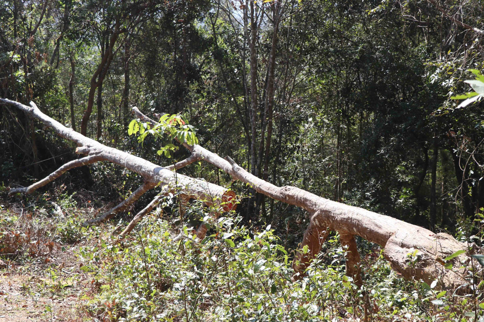 Một cây cổ thụ trong rừng đặc dụng bị đổ do bật gốc, "lâm tặc” đã dùng cưa lấy đi một đoạn thân cây. (Ảnh: Hải An-Xuân Tiến/TTXVN)